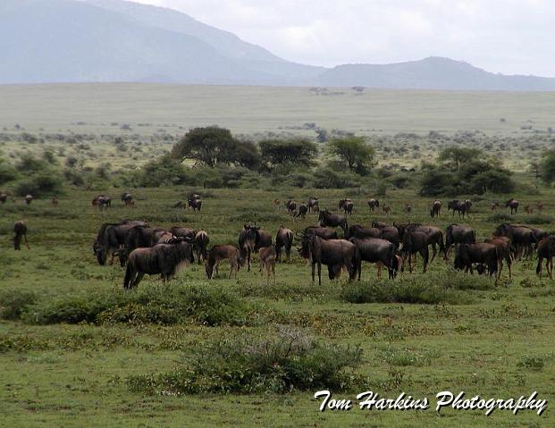 The Great Migration II.jpg